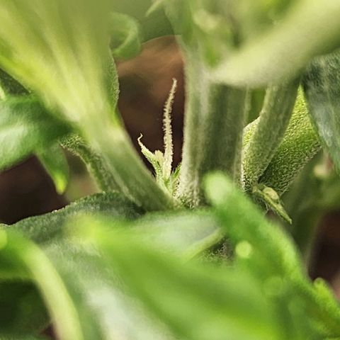 Double Grape 2 growlog timeline photo