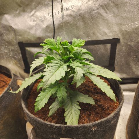 Double Grape 2 growlog photo: Vigorous