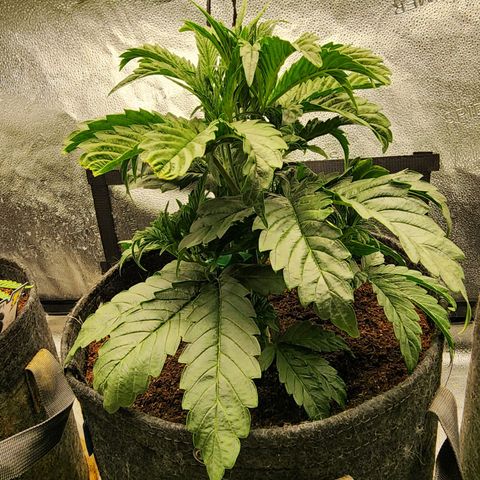 Double Grape 2 growlog timeline photo