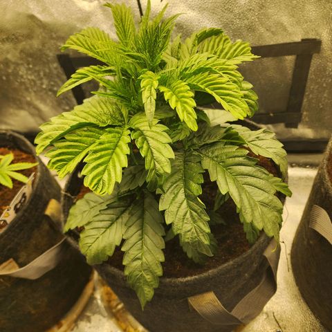 Double Grape 2 growlog timeline photo
