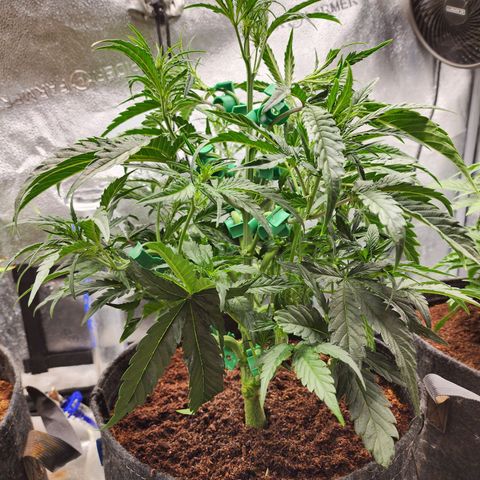 Double Grape 2 growlog timeline photo