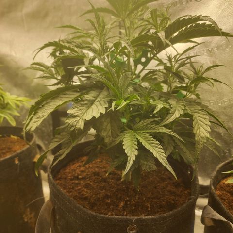 Double Grape 2 growlog timeline photo
