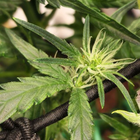 Double Grape 2 growlog timeline photo