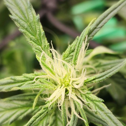 Double Grape 2 growlog timeline photo
