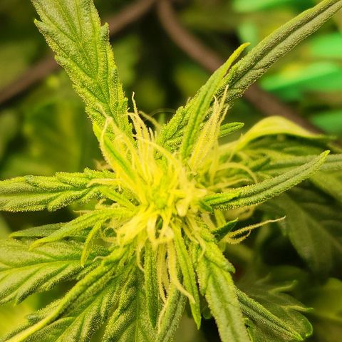 Double Grape 2 growlog timeline photo