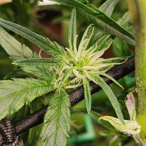 Double Grape 2 growlog timeline photo