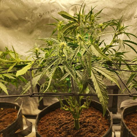 Double Grape 2 growlog timeline photo