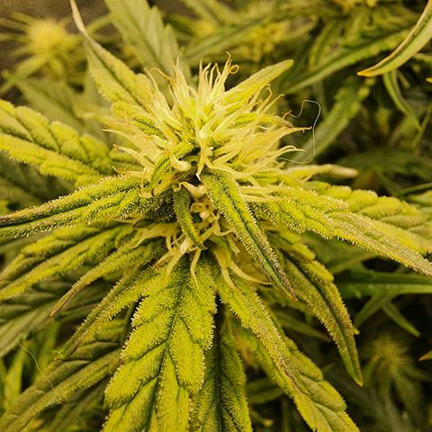 Double Grape 2 growlog timeline photo