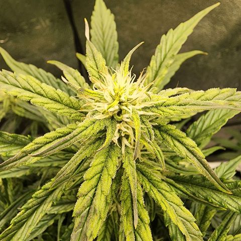 Double Grape 2 growlog timeline photo