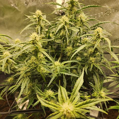 Double Grape 2 growlog timeline photo