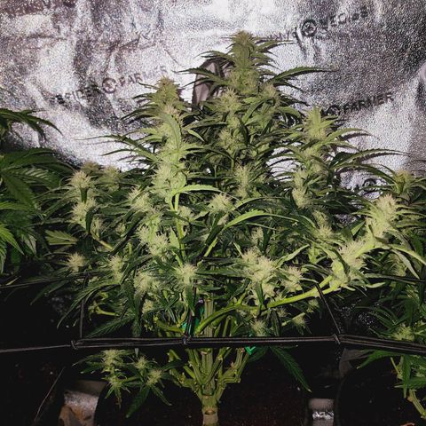 Double Grape 2 growlog timeline photo