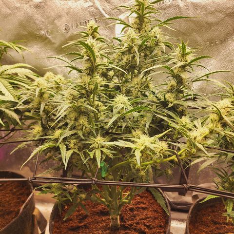 Double Grape 2 growlog timeline photo