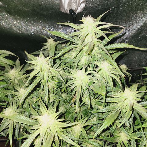 Double Grape 2 growlog timeline photo