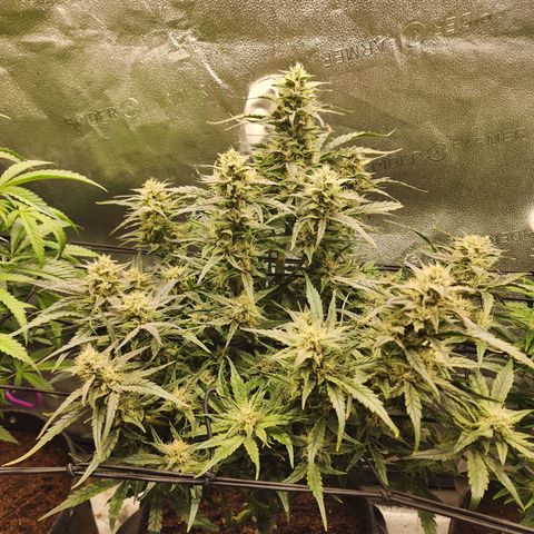 Double Grape 2 growlog timeline photo