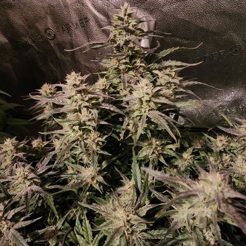 Double Grape 2 growlog timeline photo