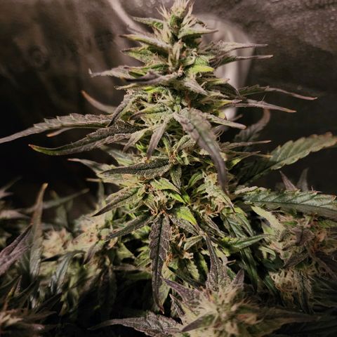 Double Grape 2 growlog timeline photo