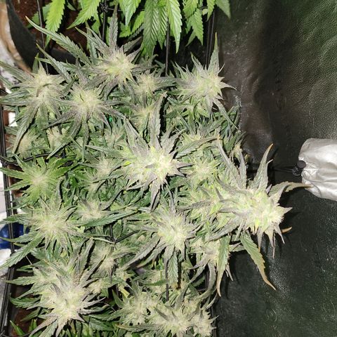 Double Grape 2 growlog timeline photo