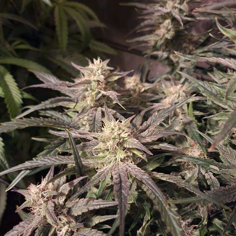 Double Grape 2 growlog timeline photo