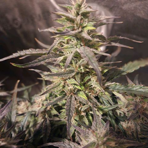 Double Grape 2 growlog timeline photo