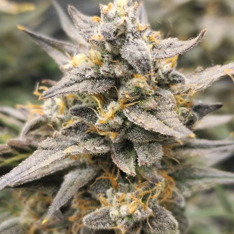 Double Grape 2 growlog timeline photo