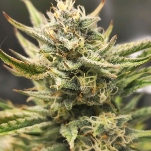 Double Grape 2 growlog timeline photo