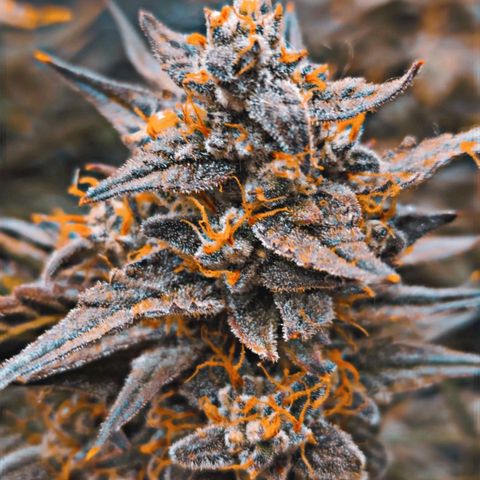 Double Grape 2 growlog timeline photo