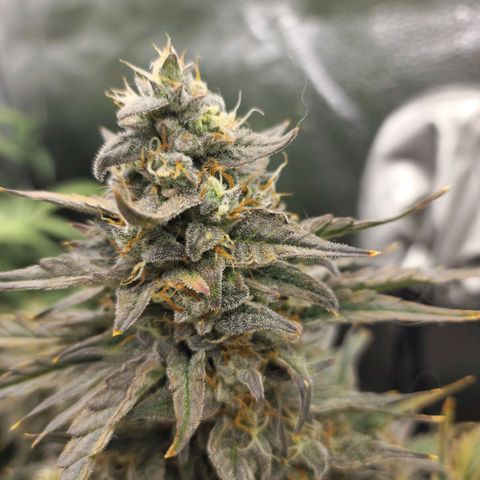 Double Grape 2 growlog timeline photo