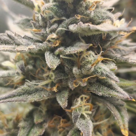 Double Grape 2 growlog timeline photo