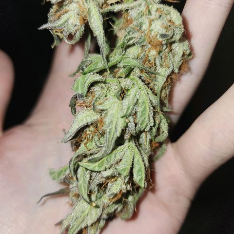 Double Grape 2 growlog timeline photo