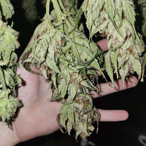Double Grape 2 growlog timeline photo