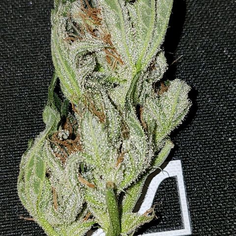 Double Grape 2 growlog timeline photo