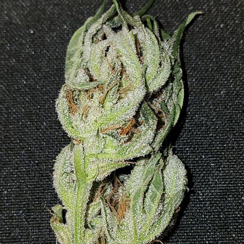 Double Grape 2 growlog timeline photo