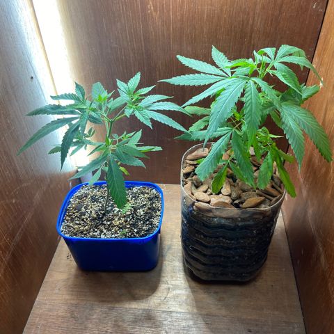 Kalie jane growlog timeline photo