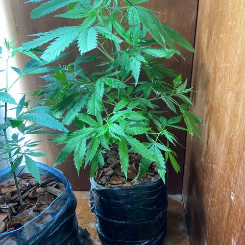 Kalie jane growlog timeline photo