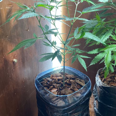 Kalie jane growlog timeline photo