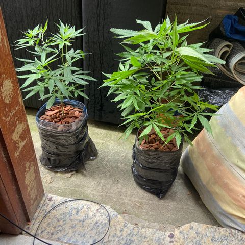 Kalie jane growlog timeline photo