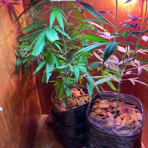 Kalie jane growlog timeline photo