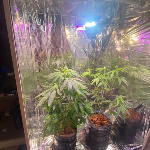 Kalie jane growlog photo: Primeiro dia na nova estufa