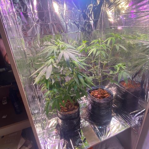 Kalie jane growlog photo: Primeiro dia na nova estufa