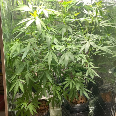 Kalie jane growlog timeline photo