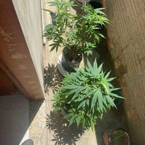 Kalie jane growlog timeline photo
