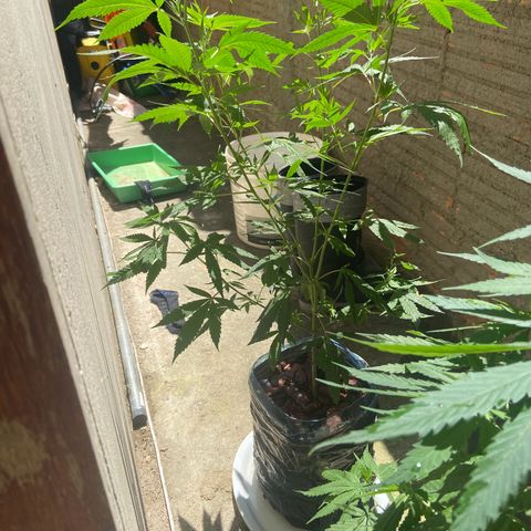 Kalie jane growlog timeline photo