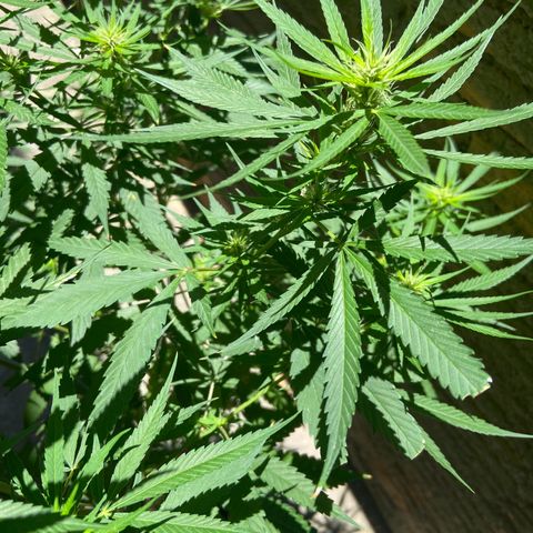 Kalie jane growlog timeline photo