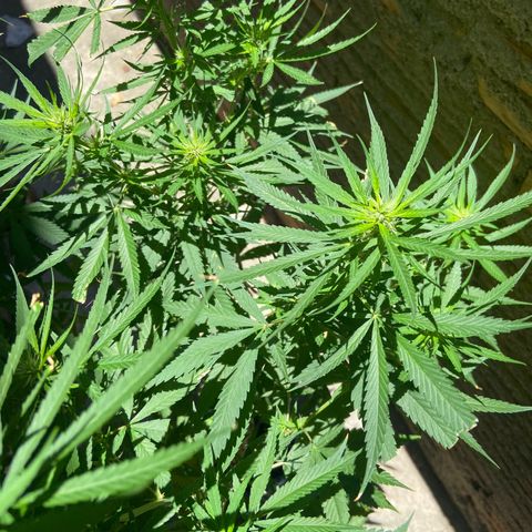 Kalie jane growlog timeline photo