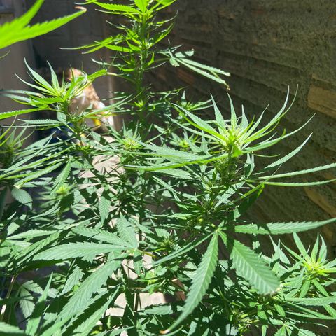 Kalie jane growlog timeline photo