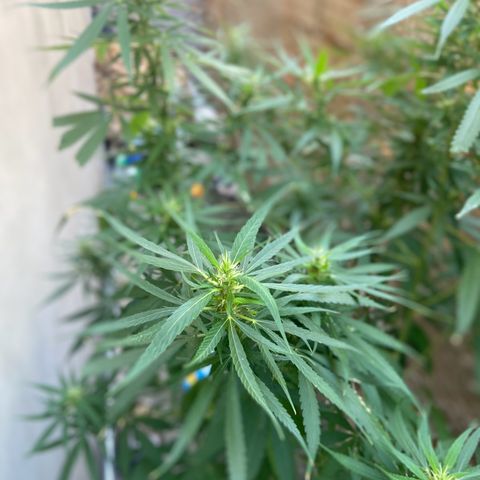 Kalie jane growlog timeline photo