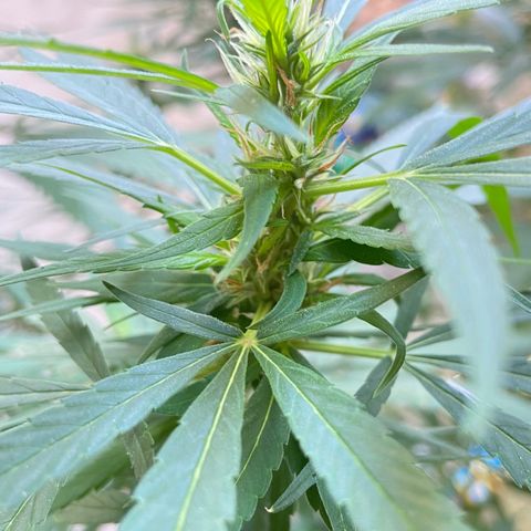 Kalie jane growlog timeline photo
