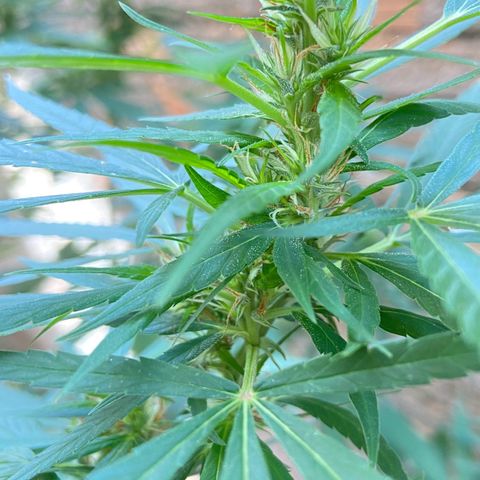 Kalie jane growlog timeline photo