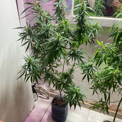 Kalie jane growlog timeline photo