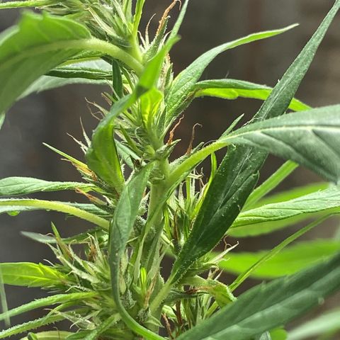 Kalie jane growlog timeline photo